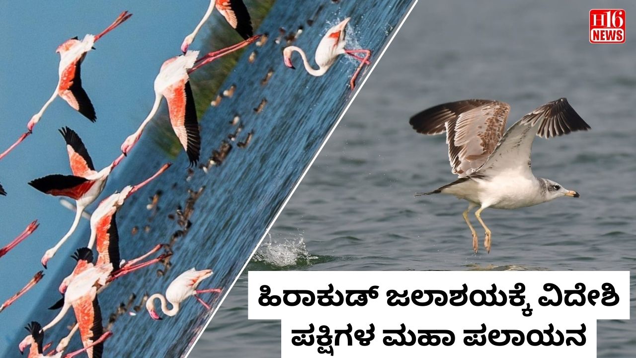ಹಿರಾಕುಡ್ ಜಲಾಶಯಕ್ಕೆ ವಿದೇಶಿ ಪಕ್ಷಿಗಳ ಮಹಾ ಪಲಾಯನ.