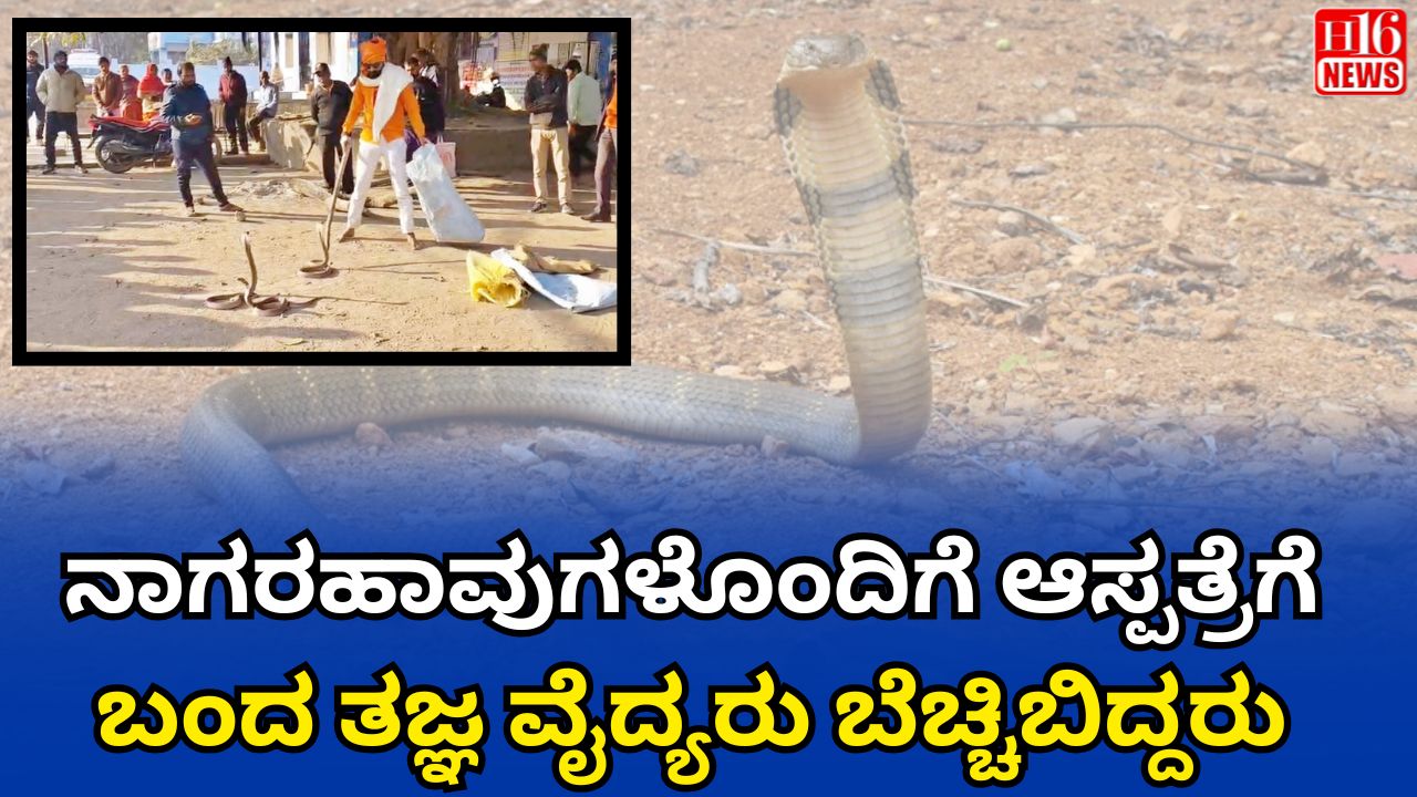 ನಾಗರಹಾವುಗಳೊಂದಿಗೆ ಆಸ್ಪತ್ರೆಗೆ ಬಂದ ತಜ್ಞ – ವೈದ್ಯರು ಬೆಚ್ಚಿಬಿದ್ದರು