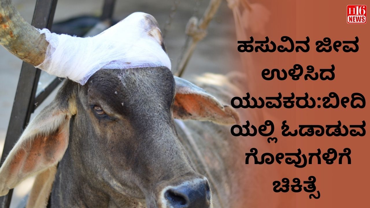 ಹಸುವಿನ ಜೀವ ಉಳಿಸಿದ ಯುವಕರು:ಬೀದಿಯಲ್ಲಿ ಓಡಾಡುವ ಗೋವುಗಳಿಗೆ ಚಿಕಿತ್ಸೆ