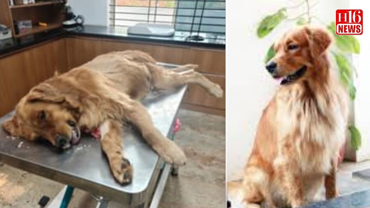 ಬಿಸಿಲಿನ ಬಿಸಿ ಹೆಚ್ಚಳ : ಮೈಸೂರಿನಲ್ಲಿ ಎರಡು ನಾಯಿಗಳು ಬಲಿ