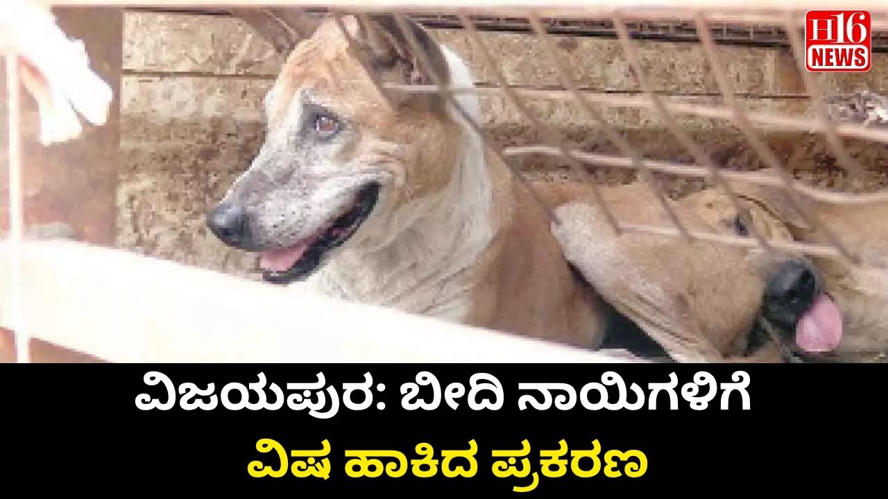 ವಿಜಯಪುರ: ಬೀದಿ ನಾಯಿಗಳಿಗೆ ವಿಷ ಹಾಕಿದ ಪ್ರಕರಣ