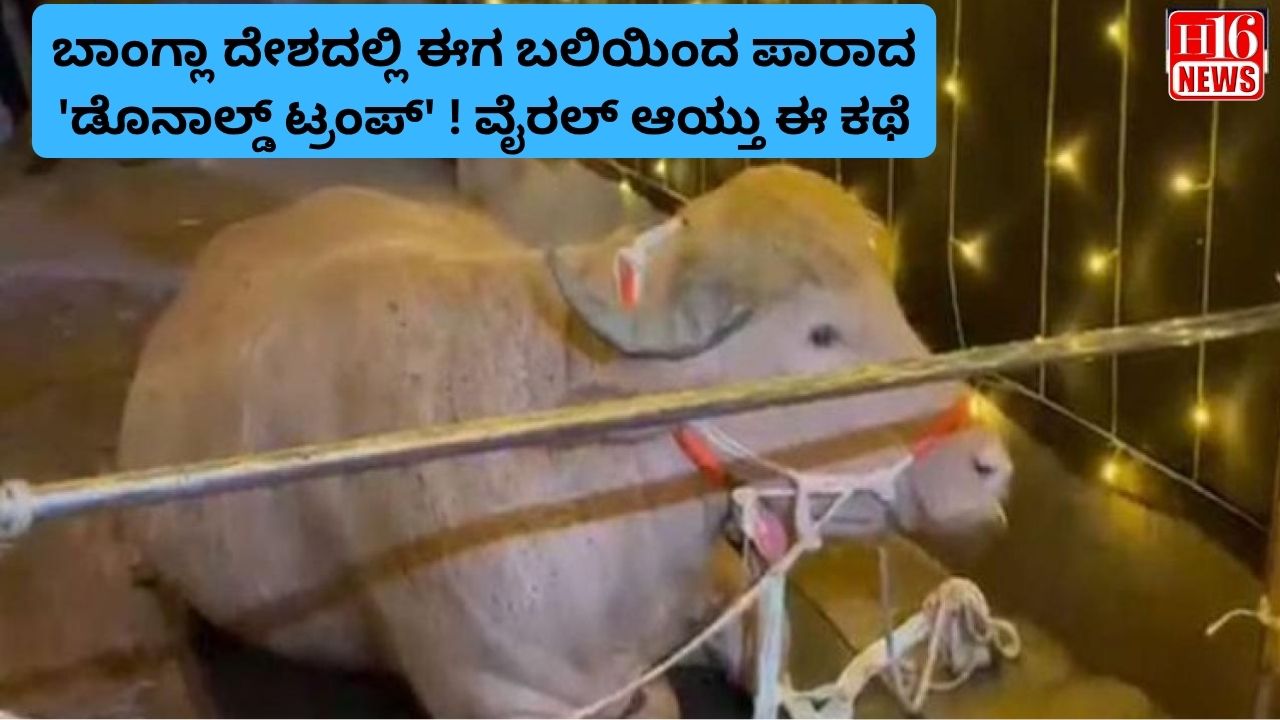 ಬಾಂಗ್ಲಾ ದೇಶದಲ್ಲಿ ಈಗ ಬಲಿಯಿಂದ ಪಾರಾದ 'ಡೊನಾಲ್ಡ್ ಟ್ರಂಪ್' ! ವೈರಲ್ ಆಯ್ತು ಈ ಕಥೆ