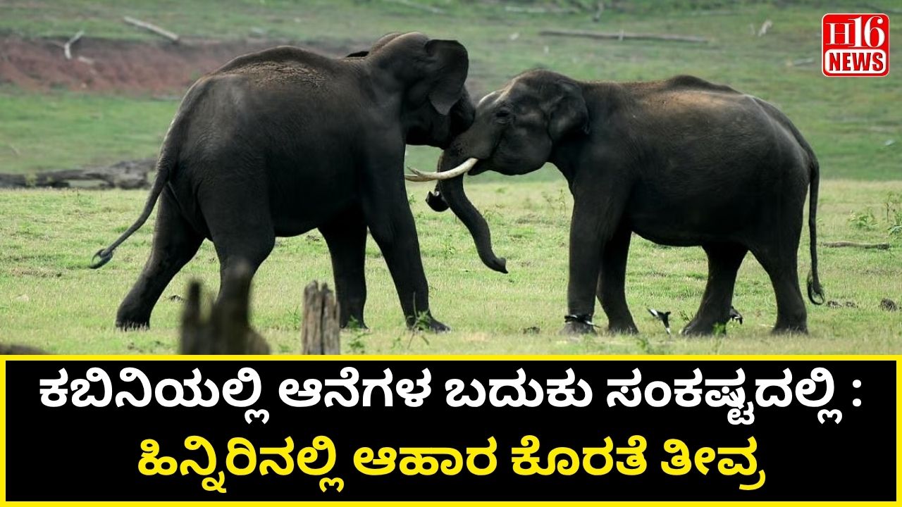 ಕಬಿನಿಯಲ್ಲಿ ಆನೆಗಳ ಬದುಕು ಸಂಕಷ್ಟದಲ್ಲಿ : ಹಿನ್ನಿರಿನಲ್ಲಿ ಆಹಾರ ಕೊರತೆ ತೀವ್ರ