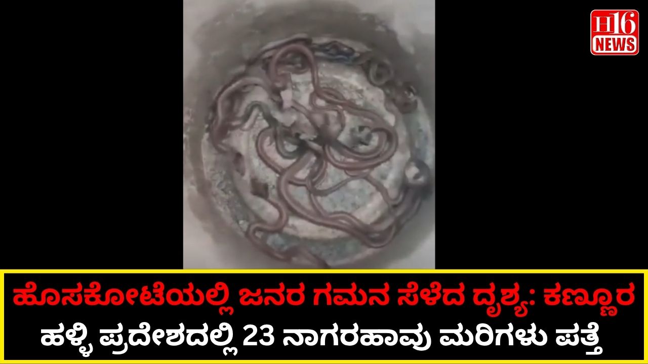 ಹೊಸಕೋಟೆಯಲ್ಲಿ ಜನರ ಗಮನ ಸೆಳೆದ ದೃಶ್ಯ: ಕಣ್ಣೂರ ಹಳ್ಳಿ ಪ್ರದೇಶದಲ್ಲಿ 23 ನಾಗರಹಾವು ಮರಿಗಳು ಪತ್ತೆ