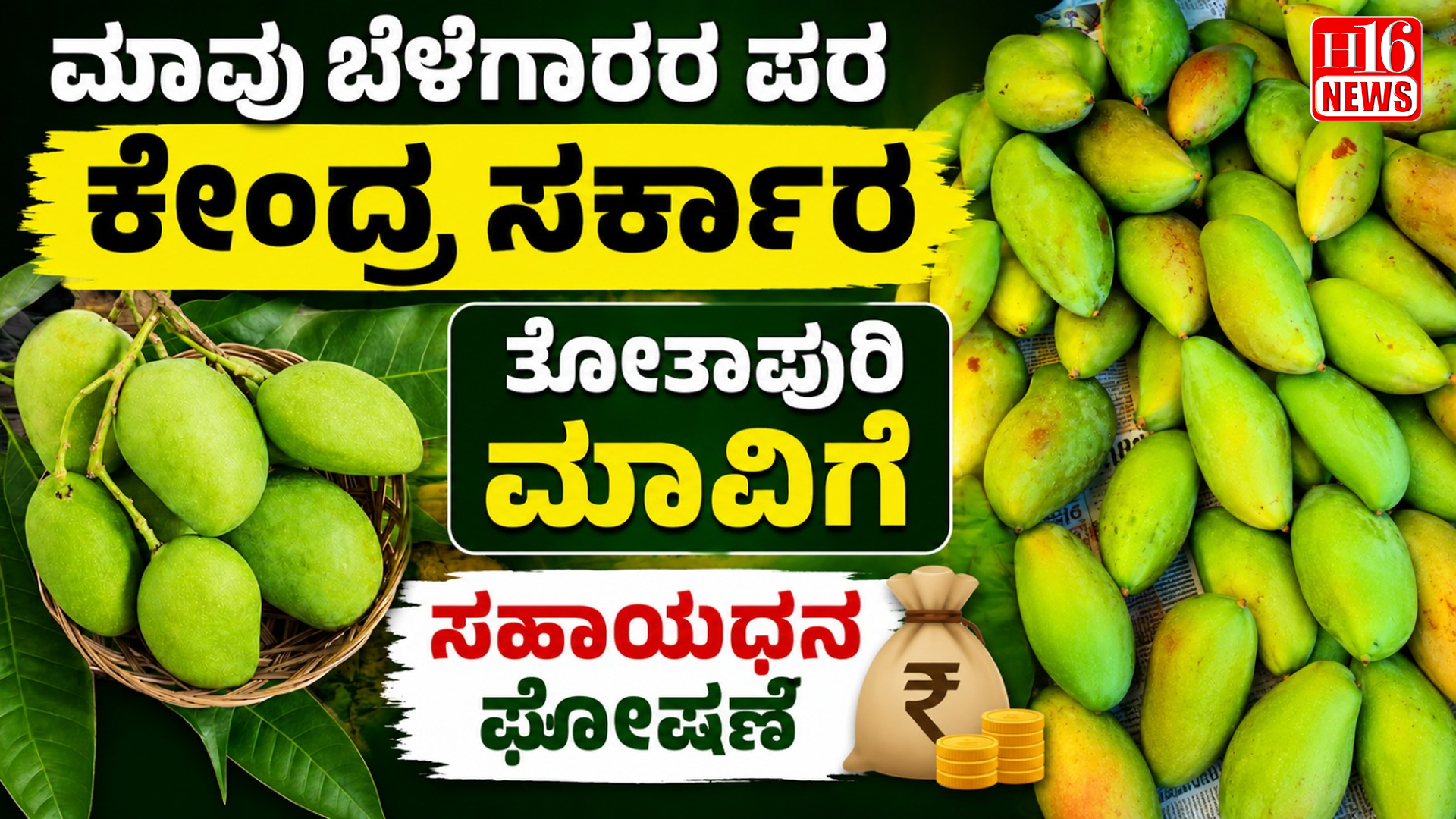 ಮಾವು ಬೆಳೆಗಾರರ ಪರ ಕೇಂದ್ರ ಸರ್ಕಾರ - ತೋತಾಪುರಿ ಮಾವಿಗೆ ಸಹಾಯಧನ ಘೋಷಣೆ